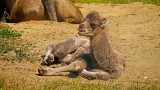 W zamojskim zoo narodził się wielbłąd. Bella i Nikodem doczekali się syna
