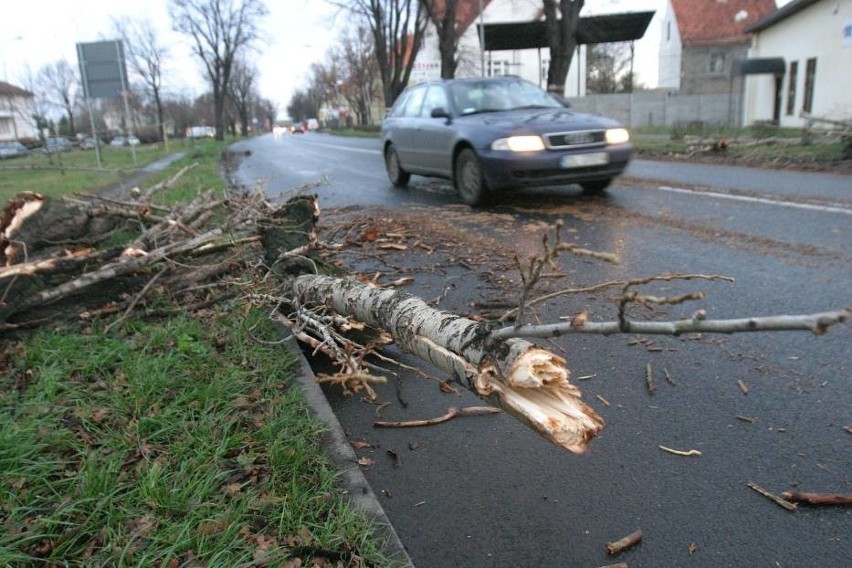 Silny wiatr w Bytomiu: Wichura przewróciła drzewa, uszkodziła sieci trakcyjne