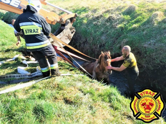 Parszczyce (gmina Krokowa): dwa konie uwięzione w rowie melioracyjnym