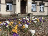Wiosna w Klubach Seniora z Suchedniowa i Michniowa.