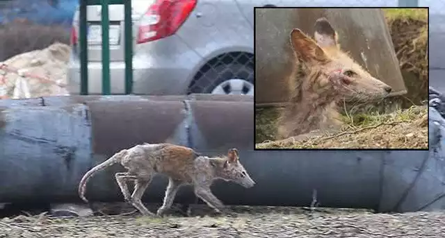 Nietypowy mieszkaniec usteckich wodociągów. To chory lis, który z wyglądu przypomina zmutowanego szczura.