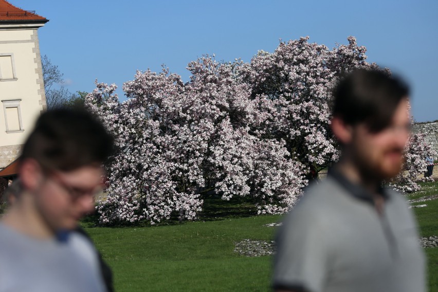 Ostatnie dni magnolii na Wawelu. A wkrótce wejdziemy do ogrodów [ZDJĘCIA]