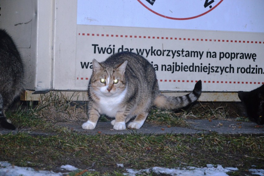 Oni mają wielkie serce do kotów. W Bytowie działają...