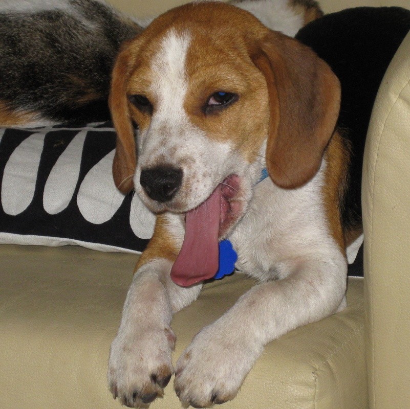 Pomóżmy odnaleźć beagle'a Majlo
