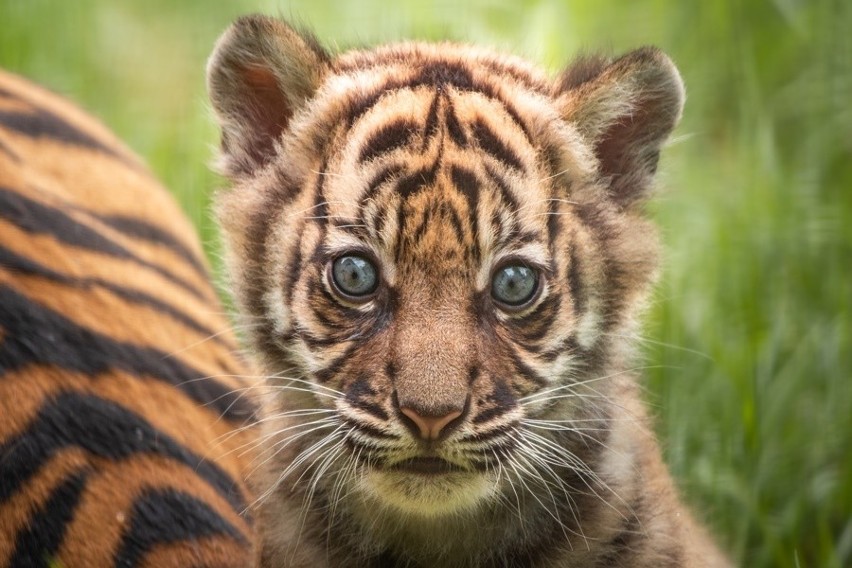 Oto tygrysek z wrocławskiego zoo. Ale słodziak!