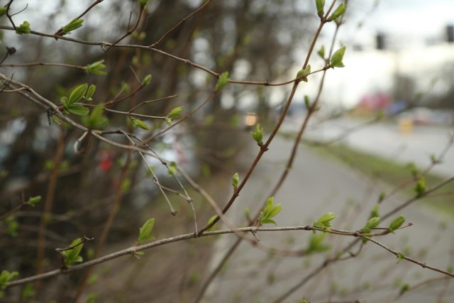 Marzec to dla wielu alergików jeden z najtrudniejszych miesięcy w całym roku. Kończy się zima a przyroda "budzi się do życia". 1 marca rozpoczyna się wiosna meteorologiczna a z końcem miesiąca rozpocznie się kalendarzowa wiosna. To czas, gdy drzewa, krzewy i łąki produkują pyłki. Właśnie w marcu intensywnie pylą popularne drzewa.Na co trzeba szczególnie uważać? Które rośliny pylą w marcu? Sprawdź teraz kalendarz pylenia na marzec 2023 w naszej galerii >>>>>