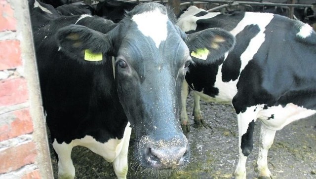 Dopłacą do utylizacji padłego bydłaKoszty unieszkodliwienia padłego bydła zostaną pokryte w 75 lub 100 procentach