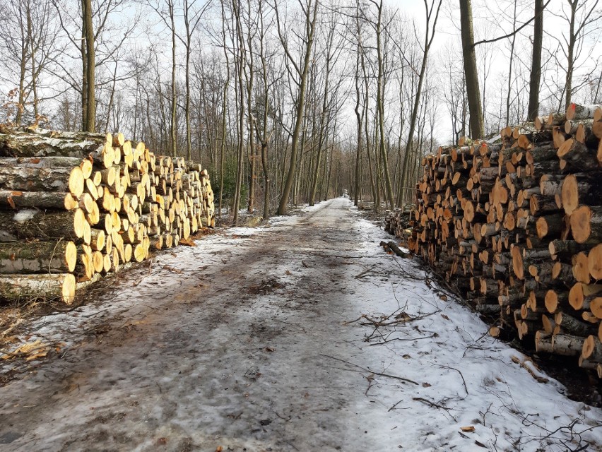 1000 drzew ma zostac wyciętych w Katowickim Parku Leśnym....