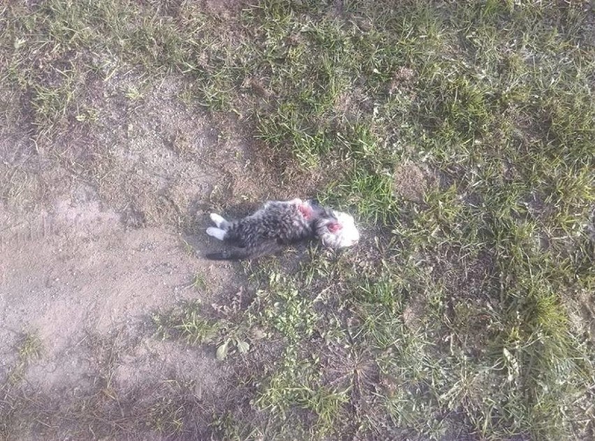 Straszne odkrycie w Starogardzie Gdańskim. Ktoś zamordował koty? Znaleziono kociaki z odciętymi łapami i głową. Trwają poszukiwania świadków