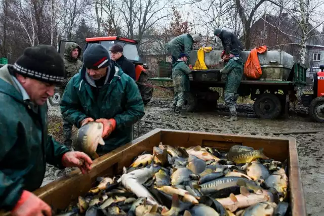 Decyzja o wprowadzeniu zakazu sprzedaży żywych ryb spotkała się zarówno z poparciem, jak i krytyką
