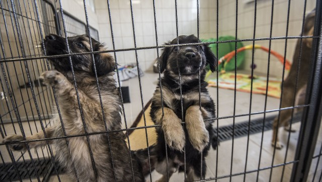 W przyszłym roku zwierzętami z toruńskiego schroniska przy ul. Przybyszewskiego będzie się opiekować dotychczasowy zarządca tej placówki. Firma Perro była jedyną, która złożyła ofertę w ogłoszonym przez magistrat drugim przetargu na realizację tego zadania.CZYTAJ DALEJ NA KOLEJNYCH STRONACH >>>>>NowosciTorun  