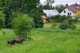 Łosie sparaliżowały ruch na autostradzie [ZDJĘCIE]