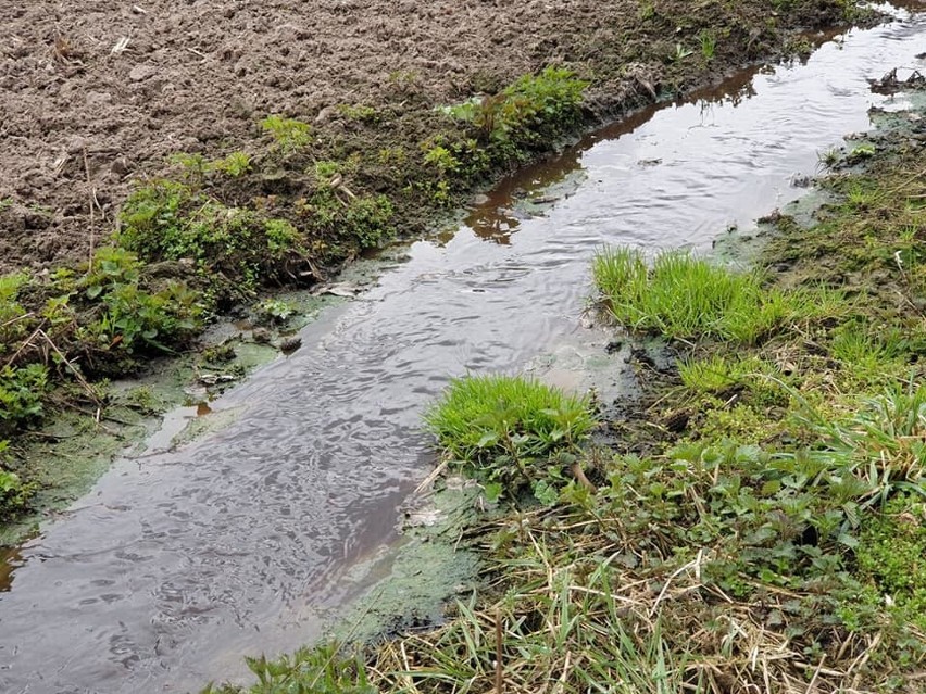 W Leśnictwie Gródek ktoś zrzucił ścieki do bagna. To kolejny tego rodzaju przypadek w Kujawsko-Pomorskiem!