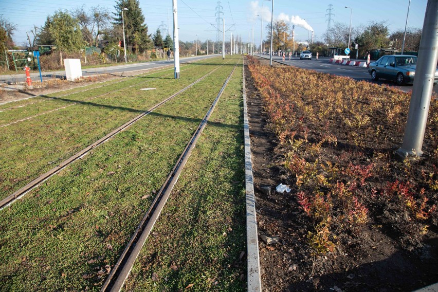 Na trasie tramwajowej na Popowice zrobiło się zielono. Ale...