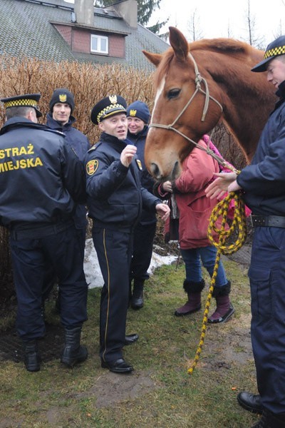 Koń straży miejskiej na emeryturze  (galeria zdjęć)