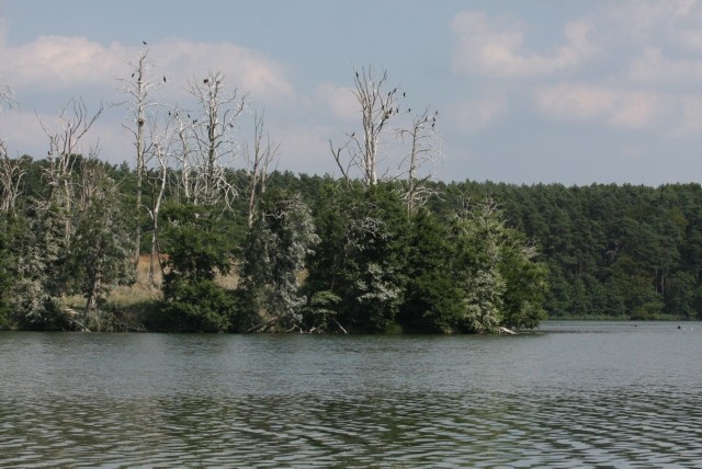 Rezerwat przyrody Łabędziniec chroni ptactwo wodno-błotne.