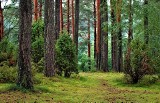 Lasy w okolicach Wrocławia - najciekawsze i najpopularniejsze miejsca na spacer i piknik 
