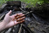 Ropa z Polany w Bieszczadach płynie leśnymi strumieniami [ZDJĘCIA]
