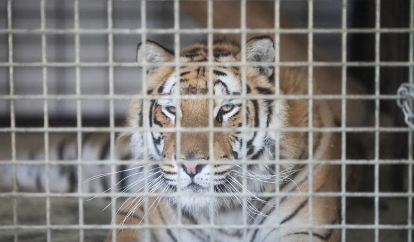 Ostatnie zwierzęta z hodowli w Pyszącej zostały zabrane. Trzy tygrysy i lampart trafiły na Słowację
