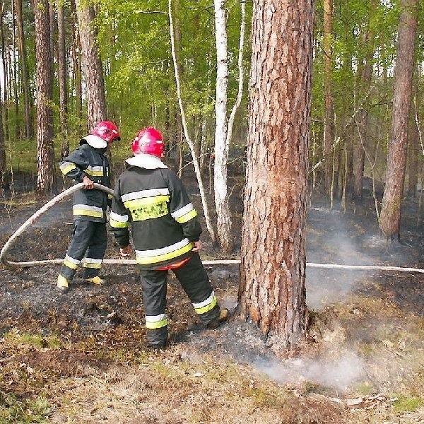 Strażacy gaszą pożar, który w Lesie Rudnickim  wybuchł w niedzielę, o godz. 10.00
