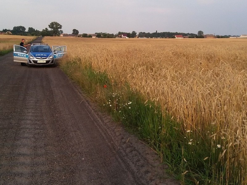 Pościg za pijanym kierowcą skończył się w polu kukurydzy