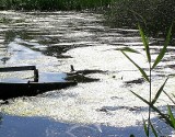 Zakaz kąpieli w zalewie w Chlewiskach