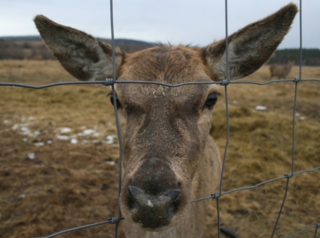 Hodowla jeleni w WolkowyiJelenie w prywatnej hodowli w bieszczadzkiej miejscowości Wolkowyja pozostawiono bez opieki.