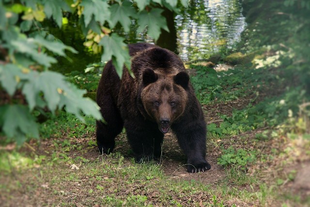 Niedźwiedź grizzly zabił małżeństwo turystów i ich psa