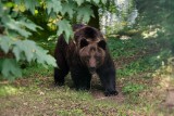 Horror w parku narodowym. Niedźwiedź grizzly zabił małżeństwo turystów i ich psa