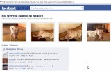 Walki psów: Białostoczanin chwali się na Facebooku swoim okaleczonym psem