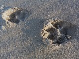 Wilki w Słowińskim Parku Narodowym. Są ich ślady na wydmach [ZDJĘCIA]