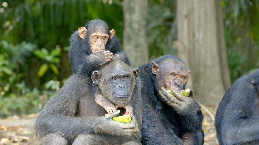 Niezwykła seria przyrodnicza „Szympansy z Kongo: Jane Goodall zaprasza” na Polsat Viasat Nature