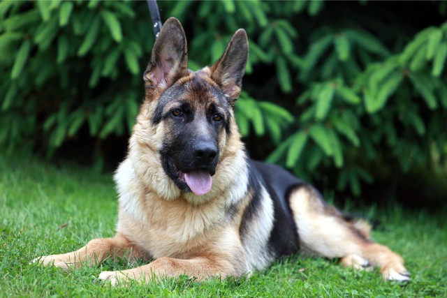 03-06-2008 jelenia gora owczarek niemiecki o imieniu " brox" owczarek niemiecki pies uszy wilczur zwierze zwierzeta przyjaciel czlowieka pupil dog siersc gazeta wroclawska marcin oliva soto / polskapresse