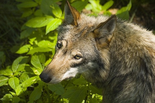 Wilków w okolicach Kwidzyna było sporo w latach 80. Wróciły na południe od miasta i zaczęły budzić obawy
