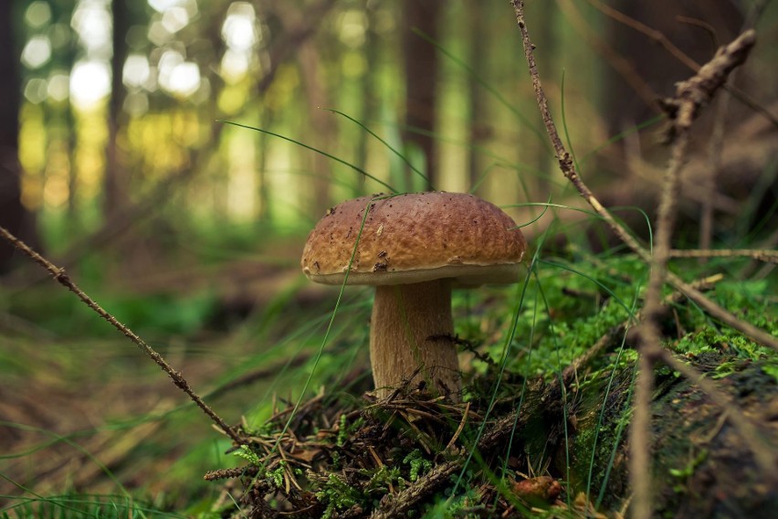 Rekordowy wysyp borowików w lasach. Ogromne ilości grzybów w listopadzie to już fakt. Zobacz aktualną mapę grzybów w Polsce