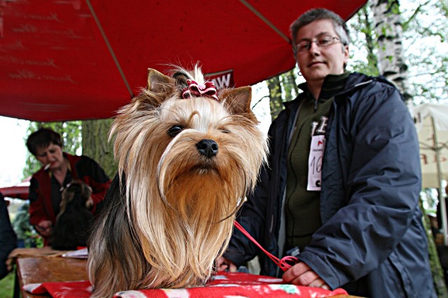 Yorkshire terrier - jeszcze niedawno była to najpopularniejsza rasa małych psów. Można je kupić nawet za 500 zł.