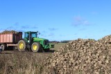 Rolnicy planują manifestację w Chełmży. Plantatorzy buraków cukrowych nie chcą dokładać do produkcji