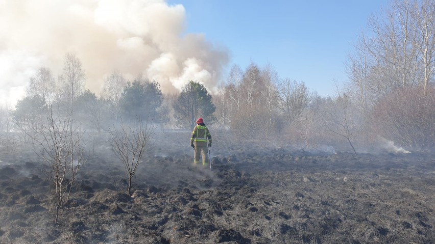  Plaga pożarów traw w powiecie jędrzejowskim. Wiemy, w których gminach najwięcej, a w których jest najmniej