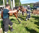 Strażacy uratowali konia, który wpadł do szamba [zdjęcia]