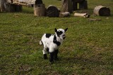 W Zoo "Leśne Zacisze" w Lisowie już pierwsze oznaki wiosny. W piątkowy poranek urodziło się tam koźlątko. Jest piękne!