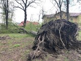 W parku na Miłocinie w Rzeszowie runęło duże drzewo [ZDJĘCIA]