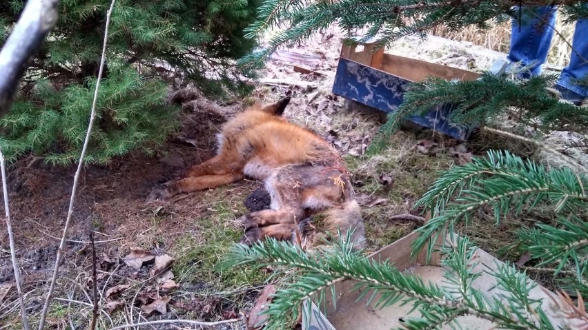 Na terenie ogrodu działkowego od soboty leży padły lis. Pomogło dopiero centrum zarządzania kryzysowego