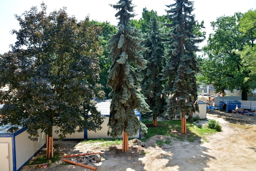 Marnieją drzewa na pl. Litewskim i przy Kołłątaja