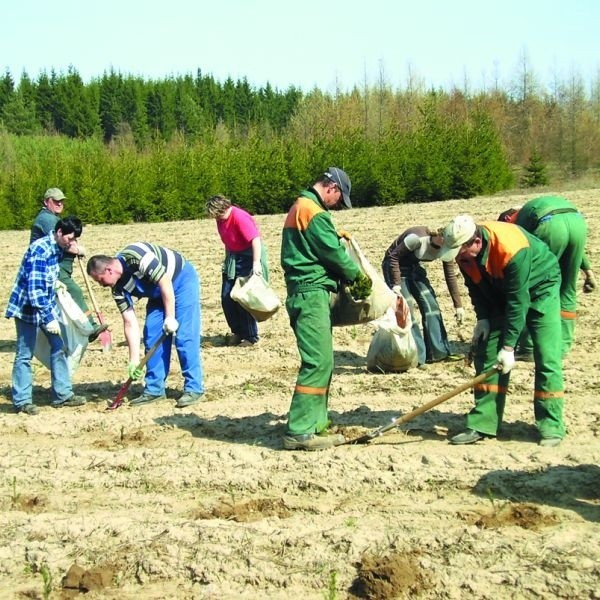 Prawie 98 proc. sadzonek bez problemu przyjmuje się w nowym miejscu. Na zdjęciu: sadzenie lasu w Nadleśnictwie Krynki.