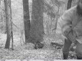 Fotopułapka uchwyciła atak niedźwiedzia na ekoaktywistę w Bieszczadach [ZDJĘCIA]