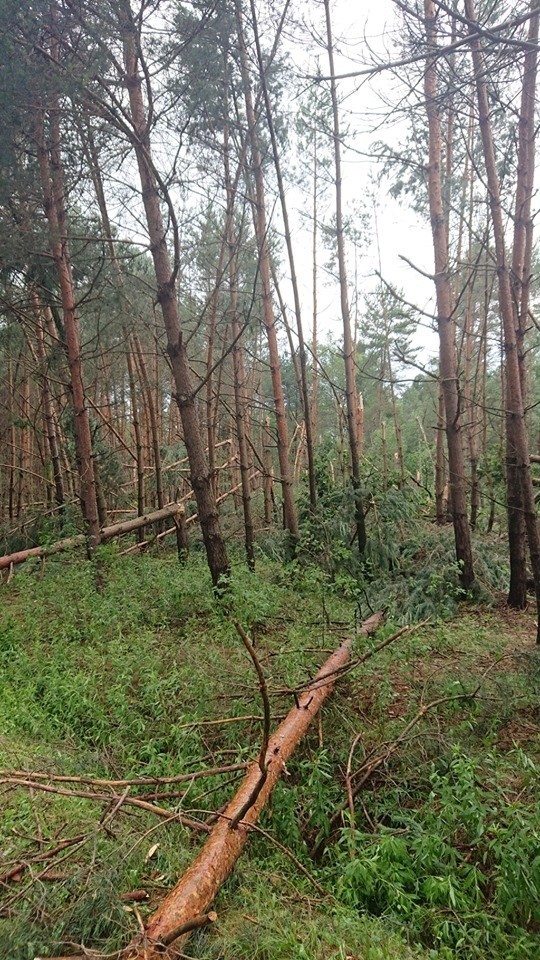 Gwałtowna burza w Nadleśnictwie Leżajsk. Tak wygląda las po przejściu nawałnicy [ZDJĘCIA]