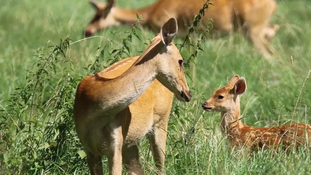 Nowi lokatorzy gdańskiego zoo. Na świat przyszły trzy barasingi