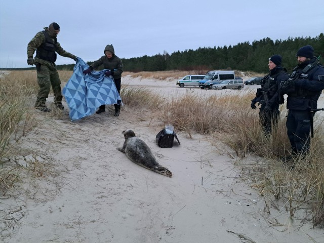 W operacji uwolnienia foki z sieci koło gazoportu w Świnoujściu udział brali wolontariusze oraz funkcjonariusze straży granicznej i policji.