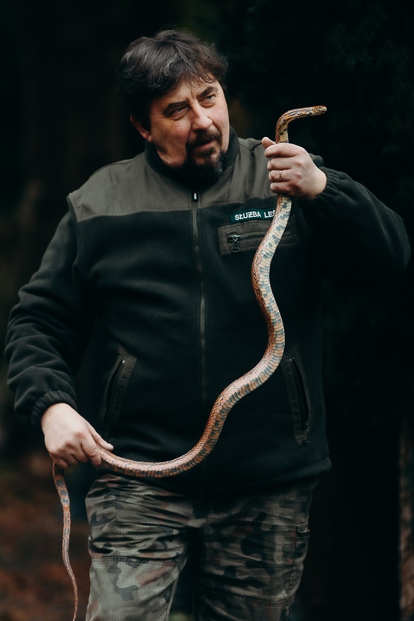 Wężem zajęło się Leśne Pogotowie - Jacek Wąsiński