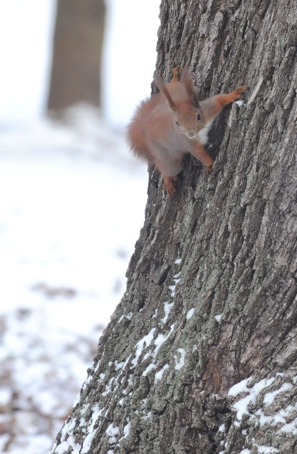 Wiewiórki buszują w śniegu